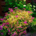 Спирея Японская Golden Princess от Завода ФЛОРА