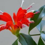 Эсхинантус Прекрасный - фото 2 от Завода ФЛОРА