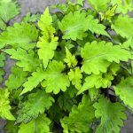 Колеус St. Rodeo Drive - фото 1 от Завода ФЛОРА