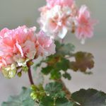 Пеларгония зональная U-Halling - фото 2 от Завода ФЛОРА