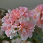 Пеларгония зональная U-Halling - фото 1 от Завода ФЛОРА