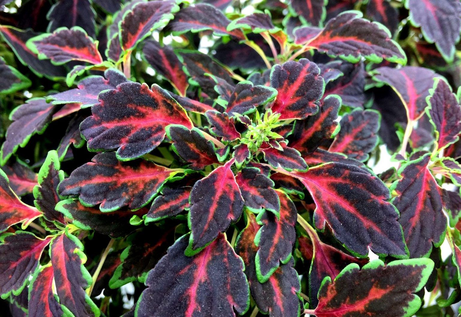 Колеус Aurora Black Cherry от Завода ФЛОРА
