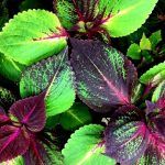 Колеус Perilla Gages Shadow от Завода ФЛОРА