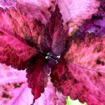 Колеус Morgan Le Fay от Завода ФЛОРА