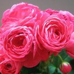 Пеларгония PAC Viva Rosita - фото 3 от Завода ФЛОРА