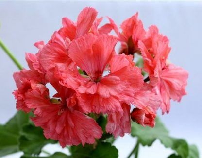 Пеларгония Diana Palmer (0,1л)