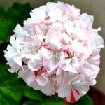 Пеларгония зональная Newport от Завода ФЛОРА