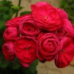 Пеларгония PAC Viva Rosita от Завода ФЛОРА