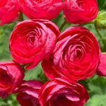 Пеларгония PAC Viva Rosita от Завода ФЛОРА