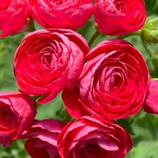 Пеларгония PAC Viva Rosita от Завода ФЛОРА