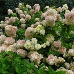 Гортензия метельчатая Hercules - фото 1 от Завода ФЛОРА