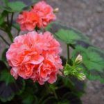 Пеларгония зональная Lauren Rose - фото 1 от Завода ФЛОРА