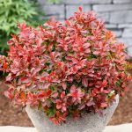 Барбарис Admiration от Завода ФЛОРА