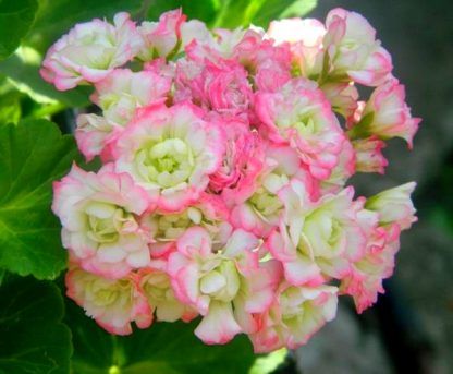 Пеларгония Apple Blossom (0,1л)