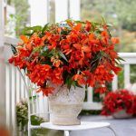 Бегония Ампельная Waterfall Encanto Orange от Завода ФЛОРА