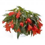 Бегония Ампельная Waterfall Encanto Orange - фото 1 от Завода ФЛОРА