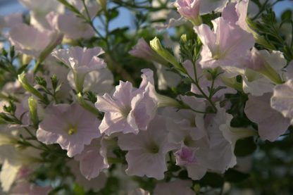Кашпо Петуния (5л)
