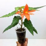 Бегония Ампельная Waterfall Encanto Orange - фото 2 от Завода ФЛОРА