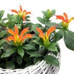 Эсхинантус Прекрасный от Завода ФЛОРА