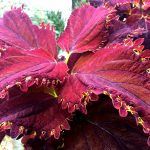 Колеус King Crab - фото 1 от Завода ФЛОРА