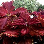 Колеус King Crab - фото 3 от Завода ФЛОРА