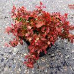 Барбарис Admiration - фото 1 от Завода ФЛОРА