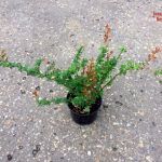 Барбарис Золотистый Erecta - фото 2 от Завода ФЛОРА