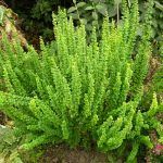 Барбарис Золотистый Erecta от Завода ФЛОРА