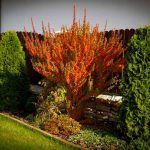 Барбарис Золотистый Erecta - фото 1 от Завода ФЛОРА