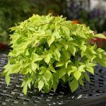 Ипомея батат Sweet Caroline Light Green - фото 1 от Завода ФЛОРА