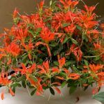 Эсхинантус Прекрасный - фото 1 от Завода ФЛОРА