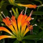 Эсхинантус Прекрасный - фото 4 от Завода ФЛОРА