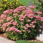 Посконник Пятнистый Atropurpureum - фото 2 от Завода ФЛОРА