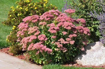 Посконник Пятнистый Atropurpureum (саженец 120 см)
