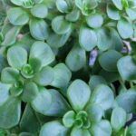 Аихризон Гучи от Завода ФЛОРА