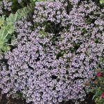 Тимьян Фаустини - фото 1 от Завода ФЛОРА