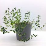 Тимьян Faustini - фото 3 от Завода ФЛОРА