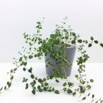 Тимьян Limone - фото 3 от Завода ФЛОРА