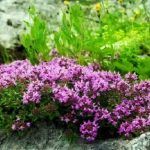 Тимьян Limone - фото 1 от Завода ФЛОРА