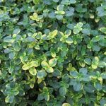 Тимьян Замбези Вариегатный от Завода ФЛОРА