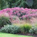 Посконник Пятнистый Atropurpureum - фото 3 от Завода ФЛОРА