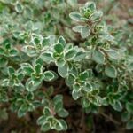 Тимьян Archers Gold Вариегатный от Завода ФЛОРА