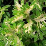 Колеус White Fingers от Завода ФЛОРА