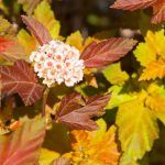 Пузыреплодник Калинолистный Amber Jubilee - фото 3 от Завода ФЛОРА