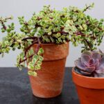 Суккулент Портулакария Афра Вариегата - фото 1 от Завода ФЛОРА