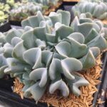 Суккулент Echeveria Topsy Turvy  0,1л от Завода ФЛОРА