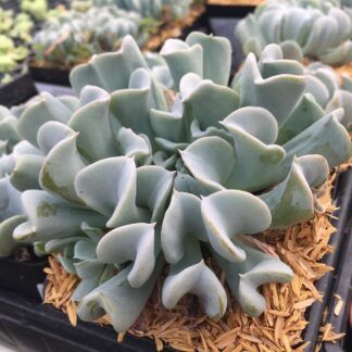 Суккулент Echeveria Topsy Turvy (Эхеверия Топси Турви) 0,1л