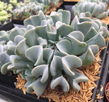 Суккулент Echeveria Topsy Turvy (Эхеверия Топси Турви) 0,1л