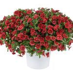 Калибрахоа Colibri Double Copper от Завода ФЛОРА