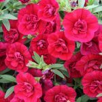 Калибрахоа Superbells Double Ruby от Завода ФЛОРА